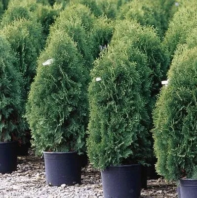 #10 3/4' arborvitae techny