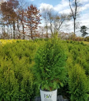 Cheer Drops® Arborvitae